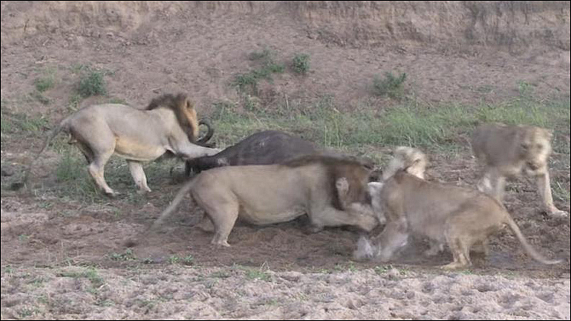 Pride of lions attacks buffalo But wait till you watch the surprise ending