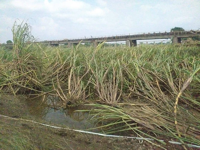 Damage of 25 to 30 lakh tonnes of sugarcane in Pandharpur taluka during floods