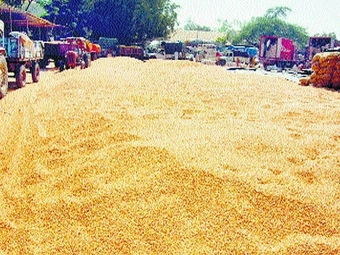 नंबर येण्यापूर्वीच मका खरेदी लॉक; अडीचशे क्विंटल शेतकऱ्यांच्या घरात पडून