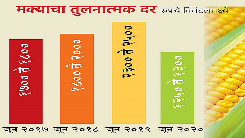 The Price Of Maize Has Halved Kolhapur Marathi News