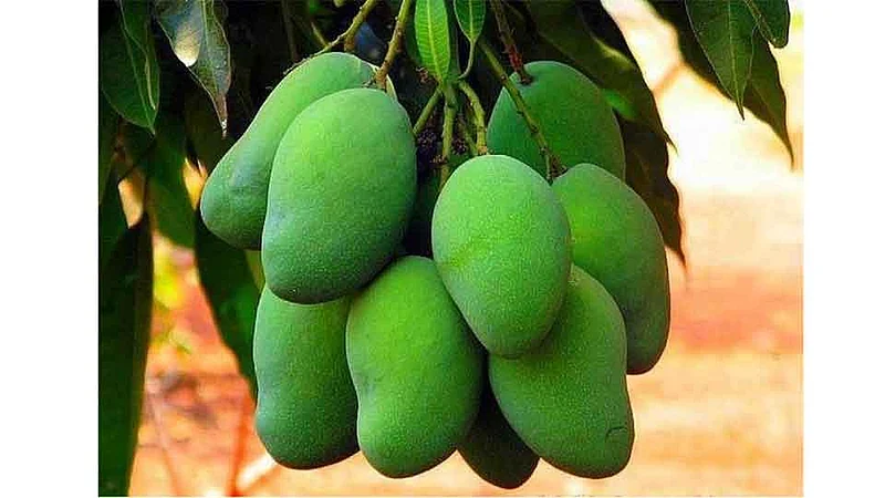 BJP MLA Demands To Market Mango Growers Sindhudurg Marathi News