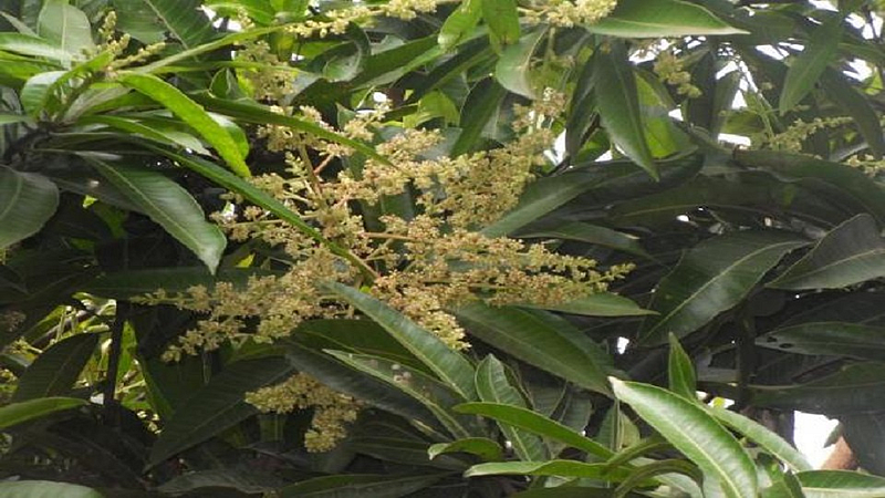 Crops of Mangos are damaging due to bad weather in Nagpur