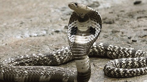 akola buldana news Cobra snake left in the office as petrol was not given