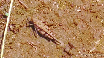 Locusts entry