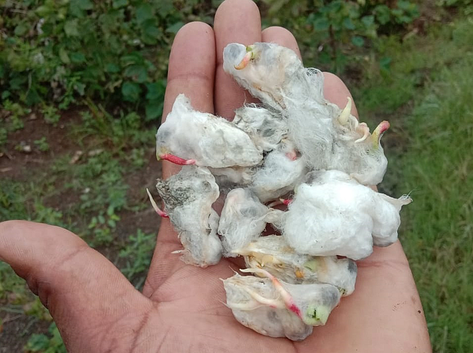 कापसाच्या झाल्या वाती