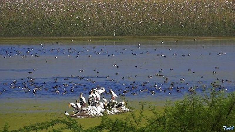 nandur madhmeshwar bird.jpg