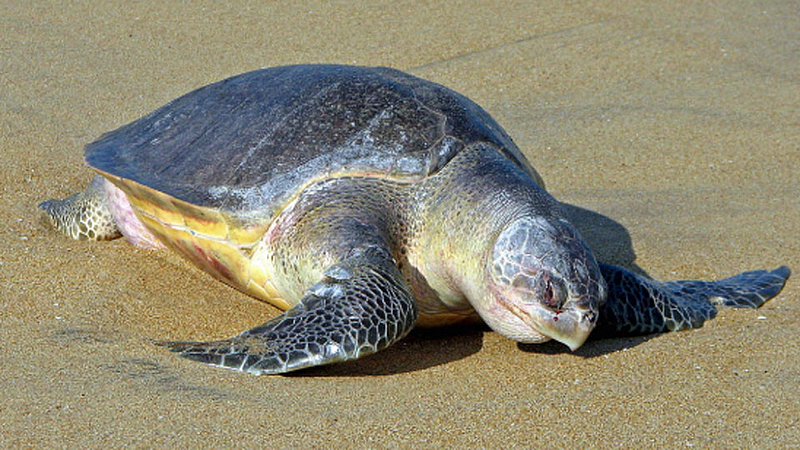 olive-ridley
