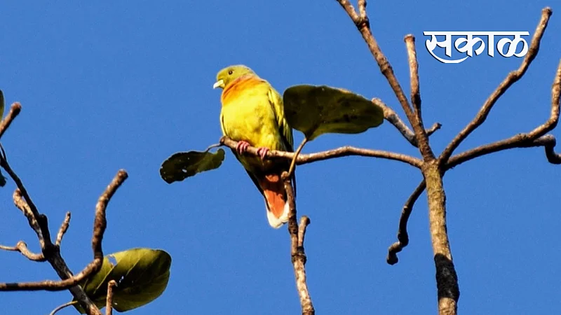 orange breasted green pigeon found in bor tiger reserve wardha