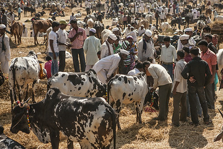 ox market