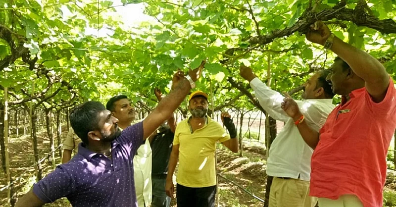 palse farmers.jpg