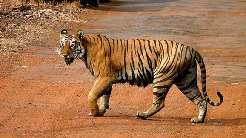 Will not show mercy to man who did Hunting of Tiger said Nagpur High Court