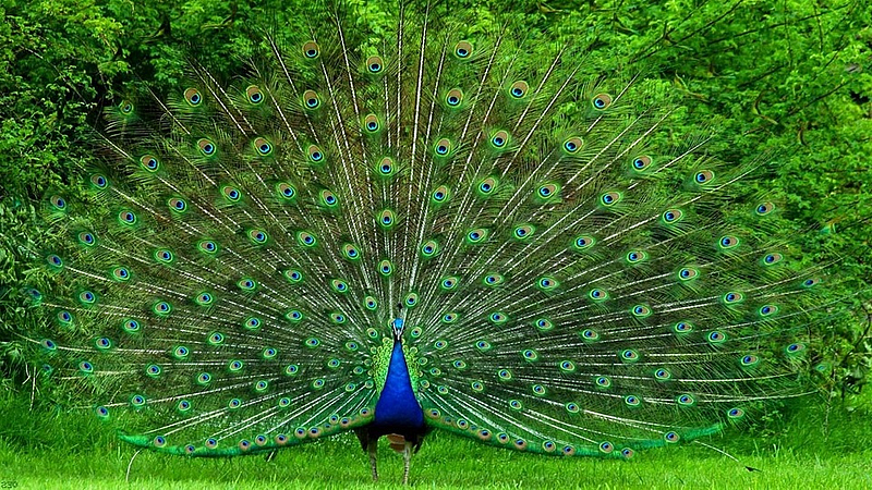 peacock