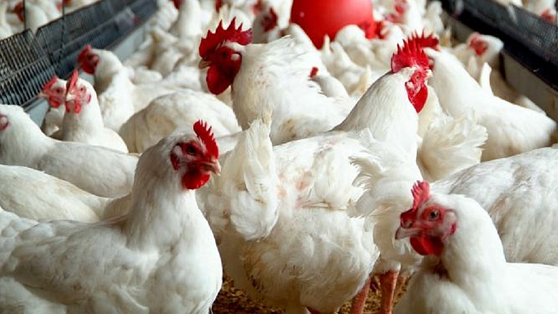poultry business