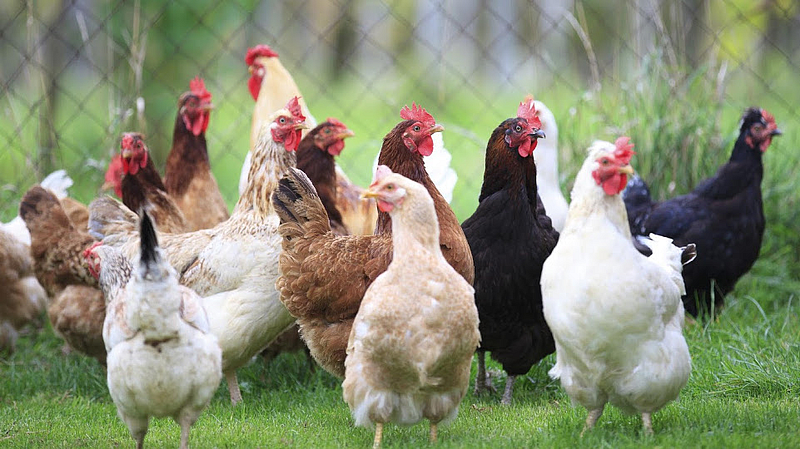 poultry farming