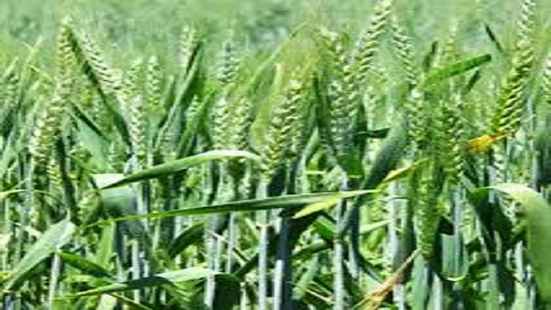 The area under rabi crops in Akola district is declining day by day
