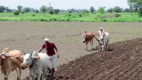rabbi sowing area increases in amravati