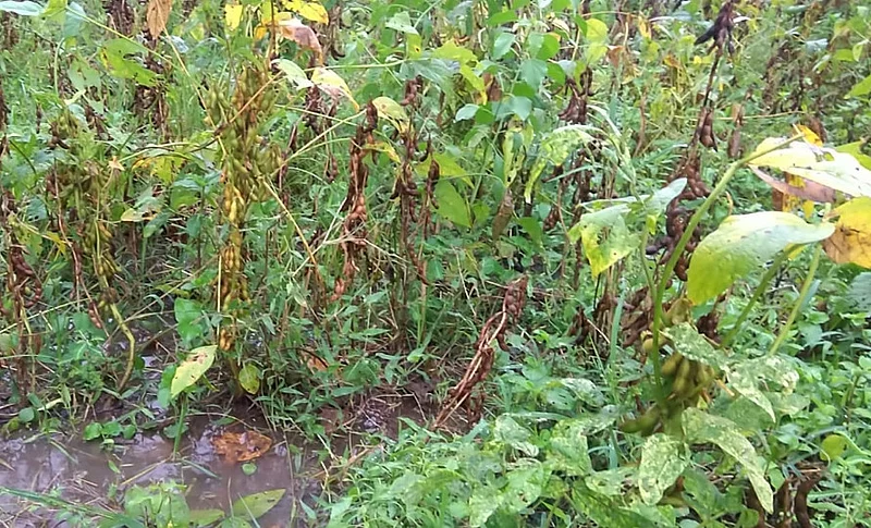 Akola News: The return rain ended everything; Damage everywhere; Soybean Cotton Soil