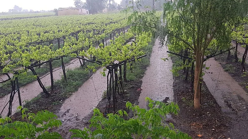 Satara Latest Rain News}