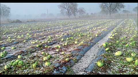 Akola News: 38.77 lakh for natural calamities, relief to farmers