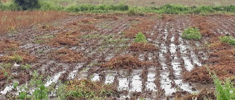 Heavy rains hit 32 talukas in Vidarbha