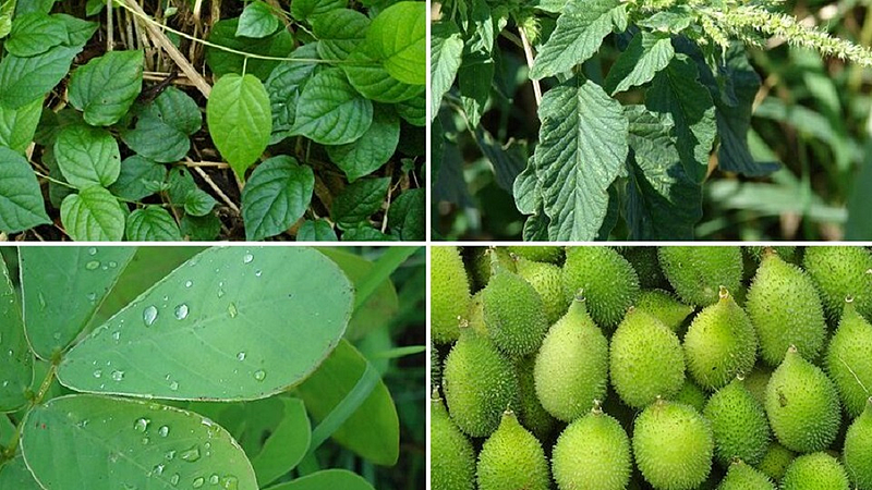 various vegetables newly grow in mountain area and help us to increase immunity power