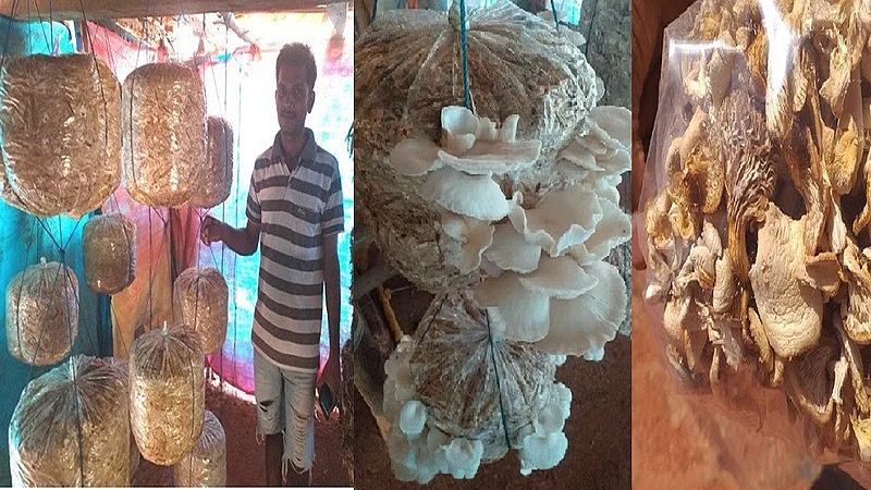 success story of farmer anant wadekar rajapur ratnagiri