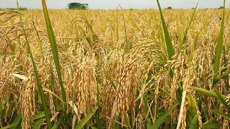 average rain register in konkan 3573 millimeter and its helpful to farming in ratnagiri district
