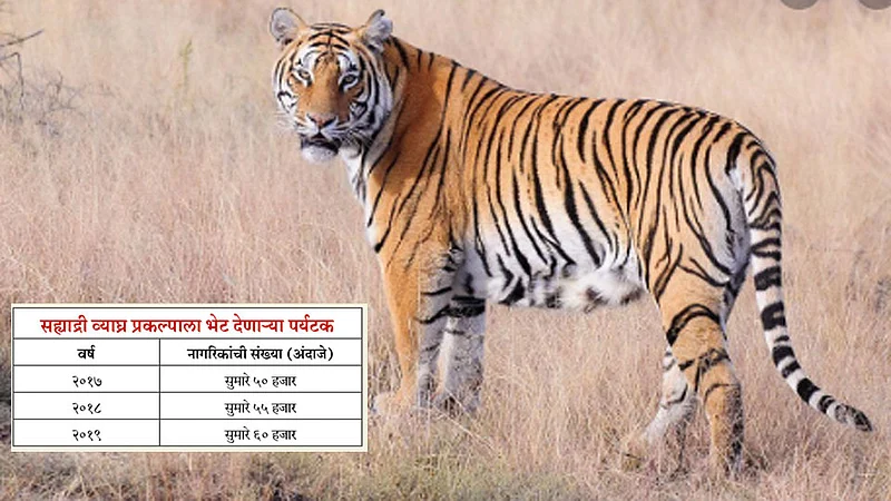 Tourist trends towards jungle safari