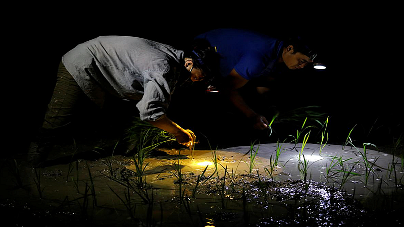 farmers seek for starting supply of electricity at night hours to udhhabv Thackeray