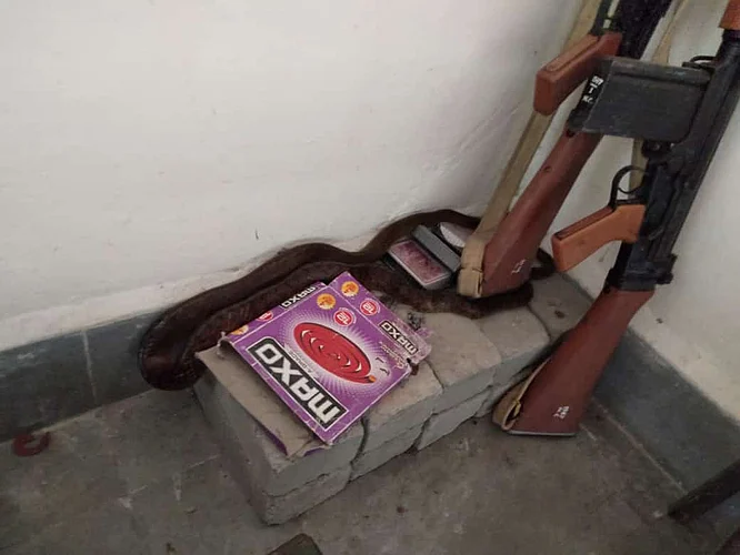 snek.