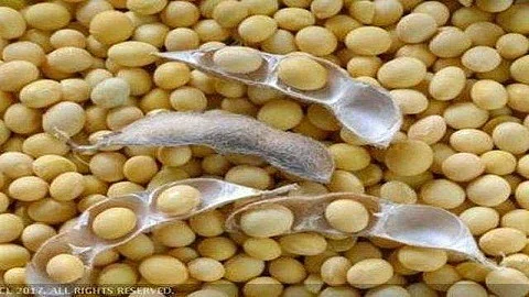soyabin market.jpg