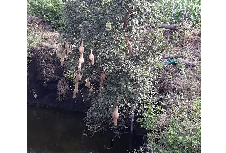 सुगरणीच्या खोप्यामागचे गणित काय?
