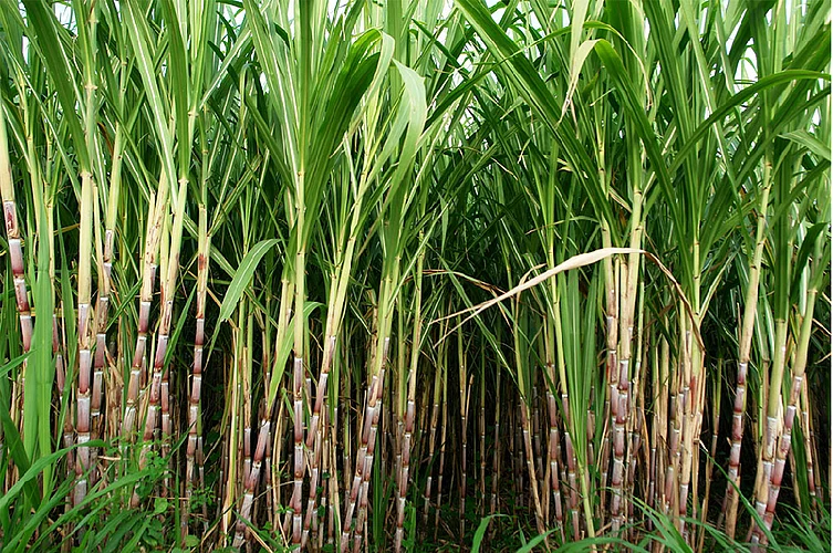 scientist janaki ammal notable work in study of sugarcane