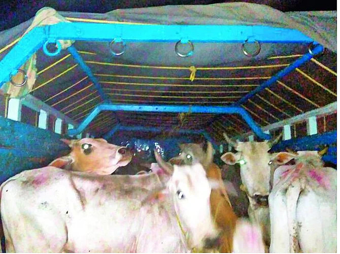 animal smuggling exposed in yavatmal