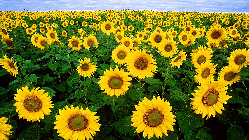 sunflower