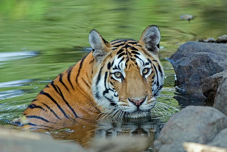 Woman killed in tiger attack at Chandrapur}