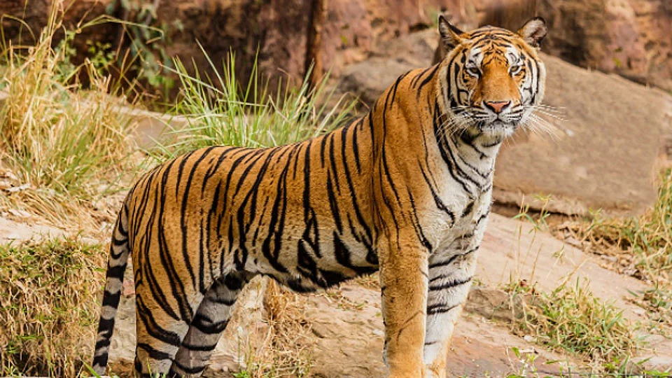 tiger