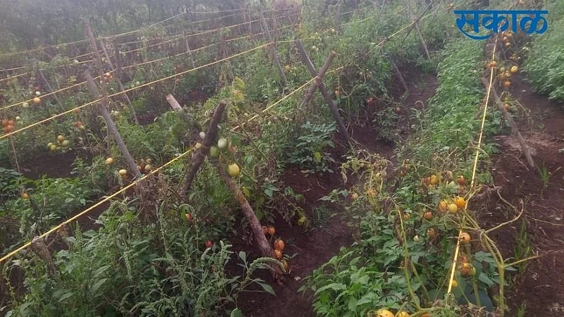 rain in konkan damage mango and all crops in konkan ratnagiri}