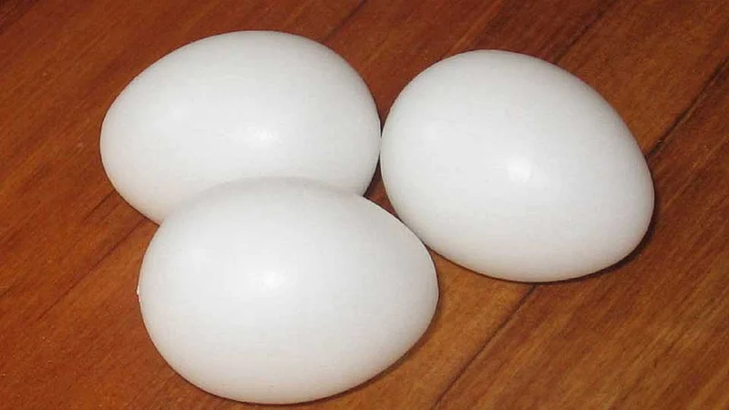 egg