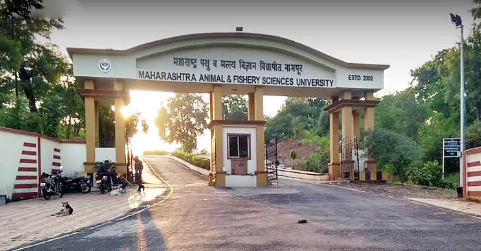 Akola Marathi News Good news for farmers, the experiment was successful; Veterinarians will now decide whether to breed females or males!