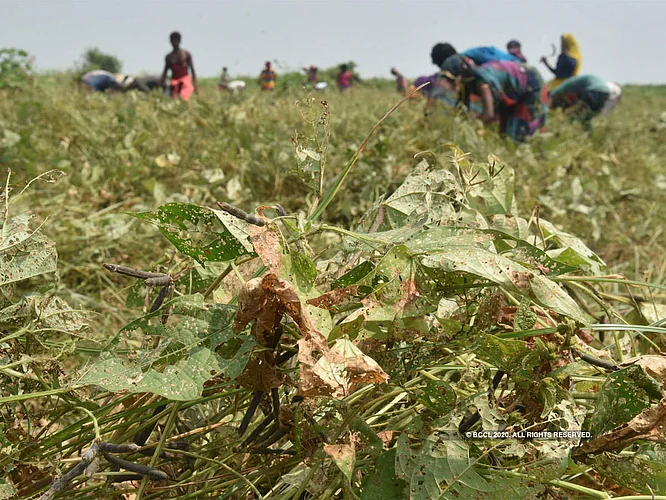 heavy rain farmer loss