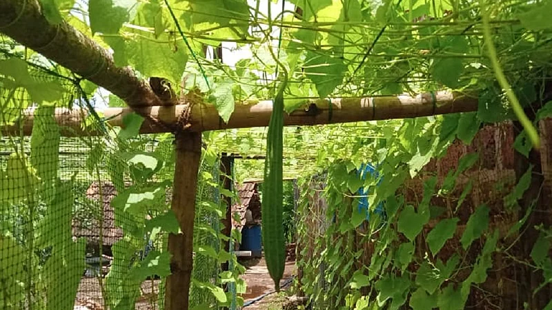 impact story cultivation of vegetables in ratnagiri from two youth