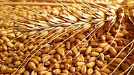 PM garib kalyan yojna free wheat Reduction get 1kg instead 2kg PM garib kalyan yojna free wheat Reduction get 1kg instead 2kg