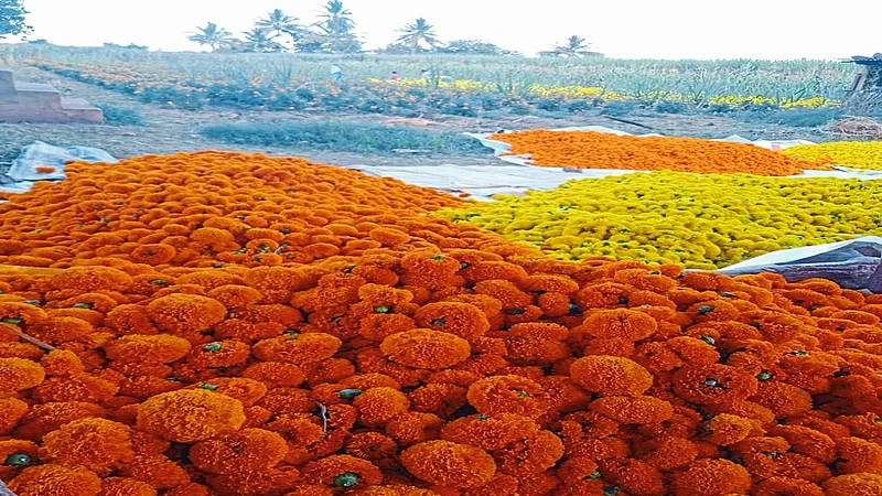 The Rate Of Marigold Flowers Fell Kolhapur Marathi News