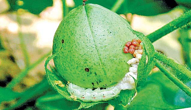 Akola News: A farmer turned a tractor on a cotton crop out of fear of larvae