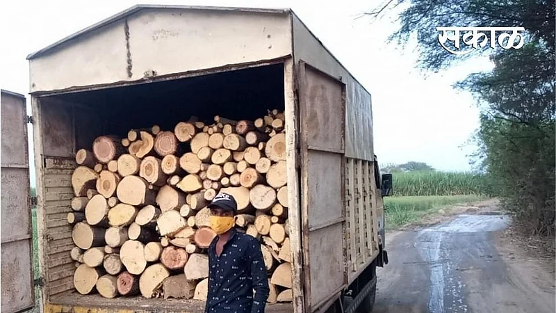 12 tonnes of timber seized and action taken against illegal transport and Tree Cutting}