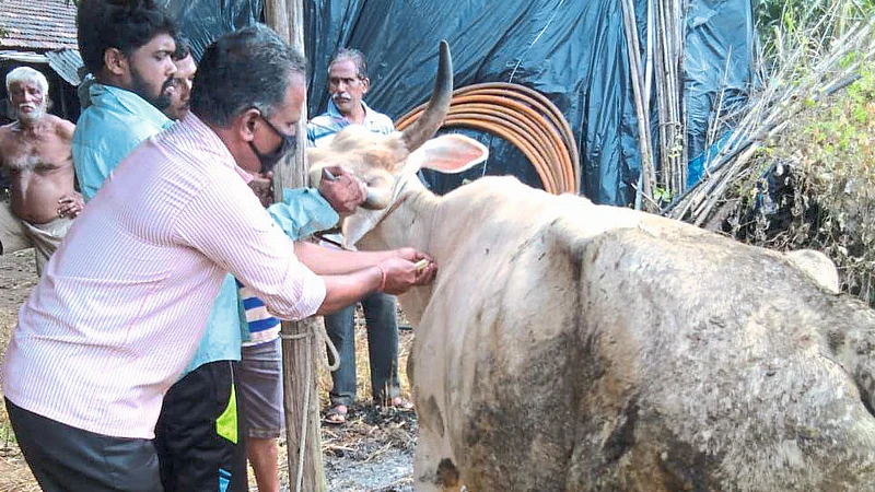 Be Careful Fear Of Spreading Congo fever Animal Disease To Humans