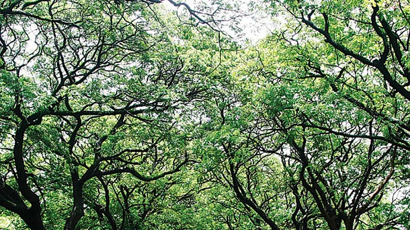 आरेच्या जंगलात अल्पवयीन मुलीवर बलात्कार; सोशल मीडियावर बदनामी करण्याची धमकी