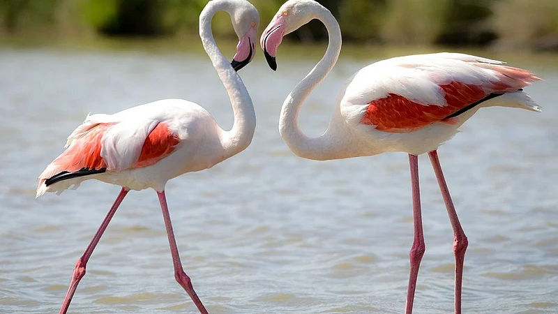 फ्लेमिंगोंचा निवारा 20 टक्क्यांवर; संरक्षित क्षेत्राबाबत पक्षी निरीक्षकांमध्ये भीती