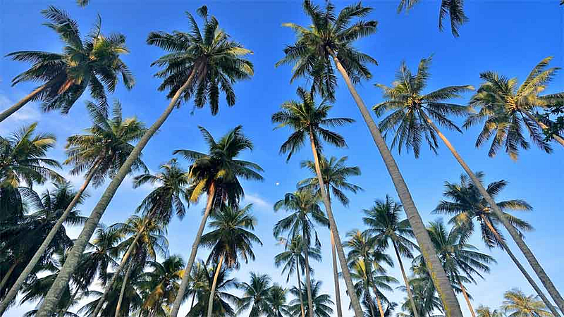 #WorldCoconutDay कोकणात नारळ लागवडीला चालना देण्याची गरज